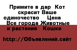 Примите в дар. Кот скрасит Ваше одиночество. › Цена ­ 0 - Все города Животные и растения » Кошки   